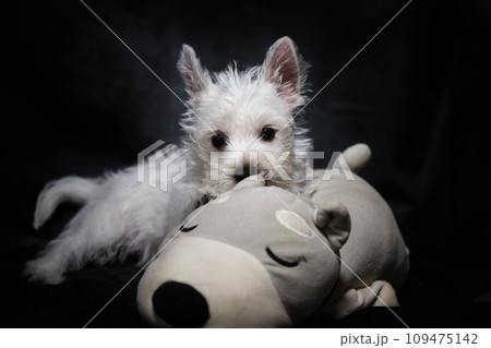 ウエスティの仔犬 109475142