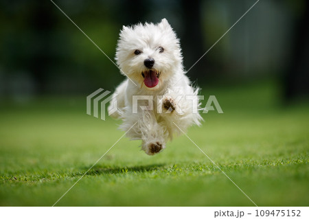 ウエスティの仔犬 ウエスティの仔犬 109475152