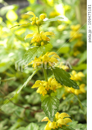 キバナオドリコソウ キバナオドリコソウ 109475181