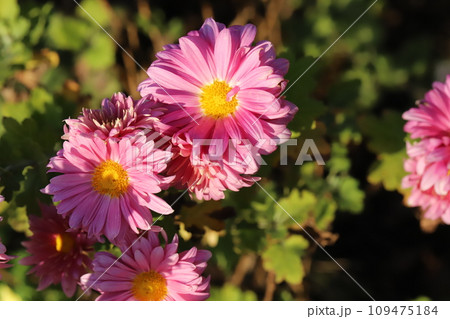 秋の庭に咲くピンク色のスプレーギクの花 109475184