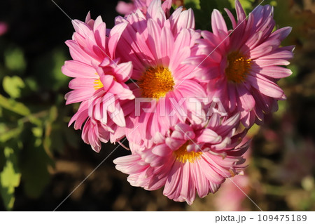 秋の庭に咲くピンク色のスプレーギクの花 109475189