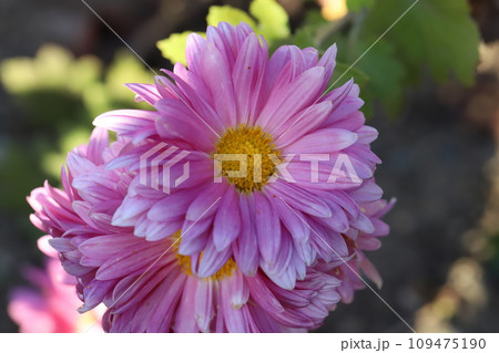 秋の庭に咲くピンク色のスプレーギクの花 109475190