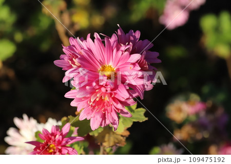秋の庭に咲くピンク色のスプレーギクの花 109475192