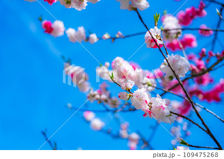 【早春素材】阿智村の花桃と青空【長野県】 109475268