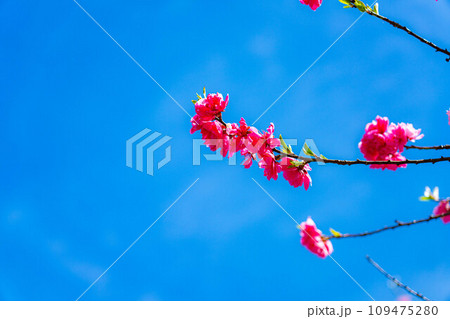 【早春素材】阿智村の花桃と青空【長野県】 109475280