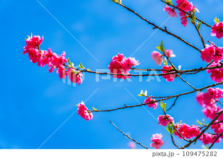 【早春素材】阿智村の花桃と青空【長野県】 【早春素材】阿智村の花桃と青空【長野県】 109475282