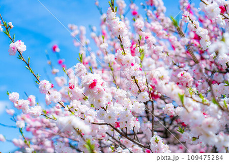 【早春素材】阿智村の花桃と青空【長野県】 【早春素材】阿智村の花桃と青空【長野県】 109475284