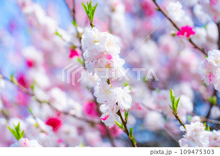 【早春素材】阿智村の花桃と青空【長野県】 【早春素材】阿智村の花桃と青空【長野県】 109475303