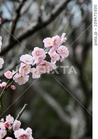 梅の花 109475800