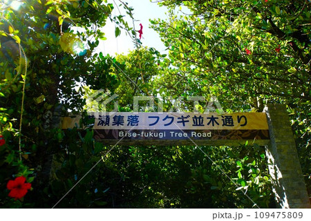 沖縄　フクギ並木の風景 109475809