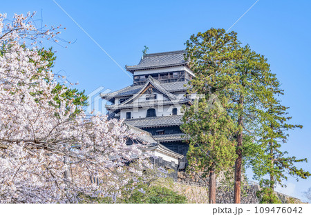 島根県松江市 満開の桜と晴天の国宝松江城天守 島根県松江市 満開の桜と晴天の国宝松江城天守 109476042