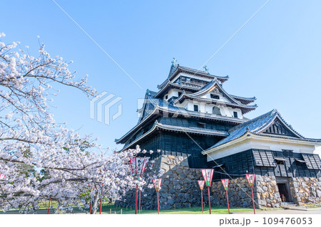 島根県松江市　満開の桜と晴天の国宝松江城天守 109476053
