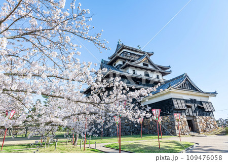 島根県松江市　満開の桜と晴天の国宝松江城 109476058