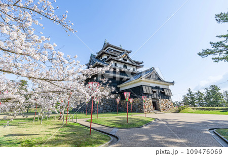 島根県松江市　満開の桜と晴天の国宝松江城 109476069