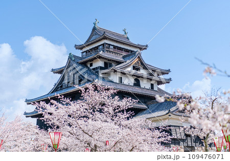 島根県松江市　満開の桜と晴天の国宝松江城天守 109476071