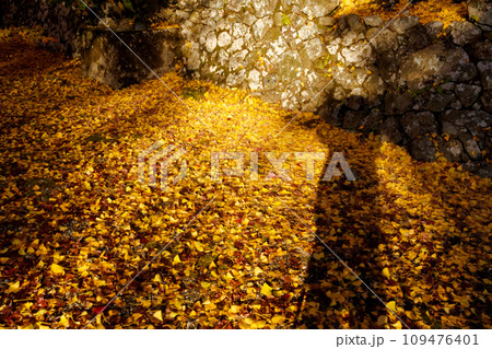 紅葉したイチョウの落ち葉 109476401
