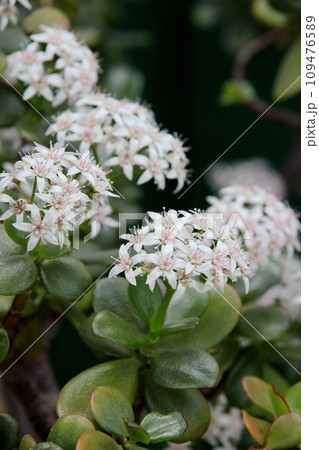 金のなる木の花 金のなる木の花 109476589