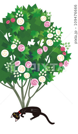 酔芙蓉に黒猫 109476666