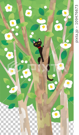 夏椿に黒猫 109476673
