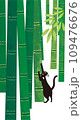 竹林に黒猫 109476676