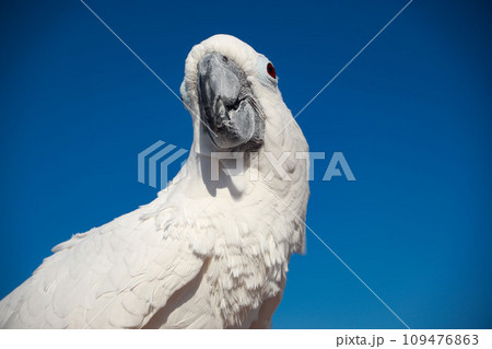 オウム　タイハクオウム　cockatoo　鳥　インコ 109476863