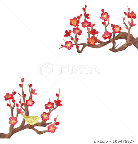 水彩で描いた梅の花のイラスト 109476927