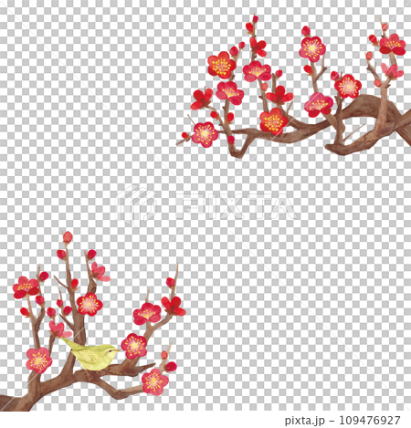 水彩で描いた梅の花のイラスト 109476927