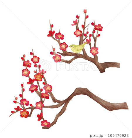 水彩で描いた梅の花のイラスト 109476928