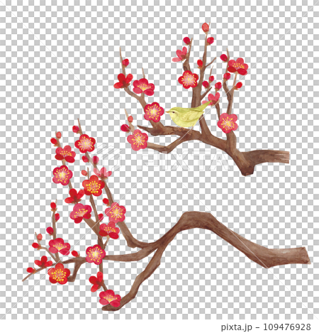 水彩で描いた梅の花のイラスト 109476928
