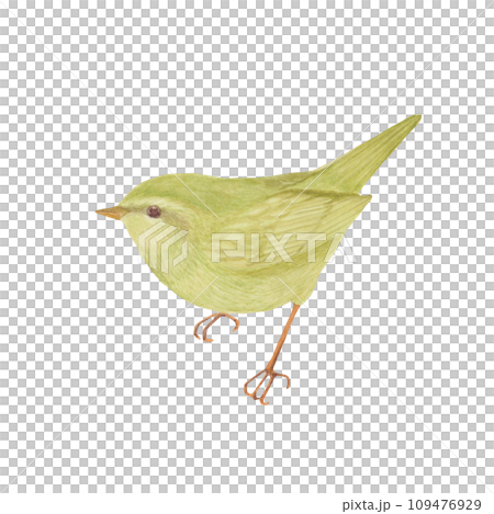 Cartoon illustration of a warbler painted in watercolor 109476929