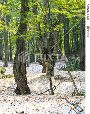 ブナ林の新芽　八甲田山のブナ林の新芽　早春のブナ林 109476985