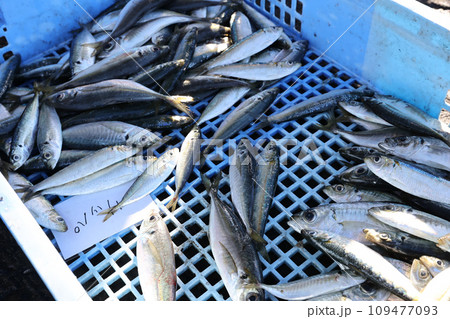 市場で売られている新鮮な魚　 109477093