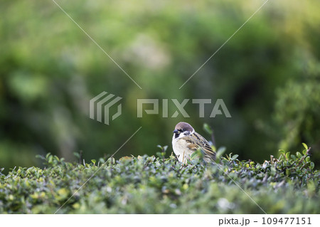 公園に生息するかわいいスズメ 公園に生息するかわいいスズメ 109477151