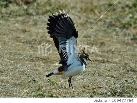 冬の使者タゲリが飛来。 109477764