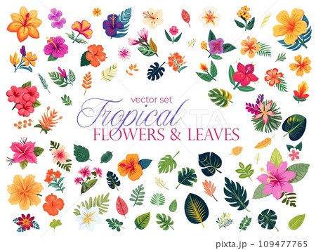 Set of vector tropical flowers and leaves isolated on white background 109477765
