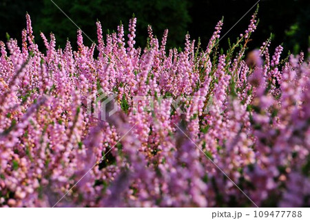 百合が原公園のカルーナブルガリス 109477788