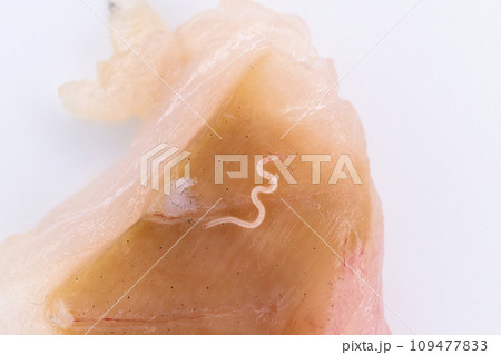 刺身についているアニサキス 109477833