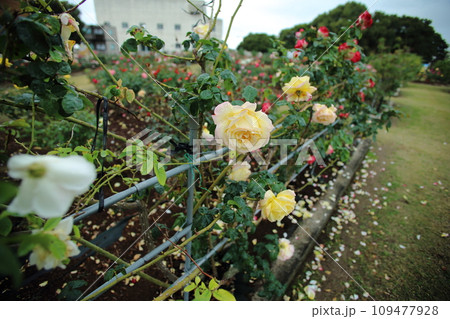 荒尾市　おもやい市民花壇　バラの花、 109477928
