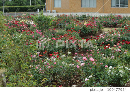 荒尾市 おもやい市民花壇 バラの花、 荒尾市 おもやい市民花壇 バラの花、 109477934
