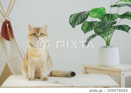 happy with cat concept with british cat play on camping table with camp and tropical tree and white background 109478084