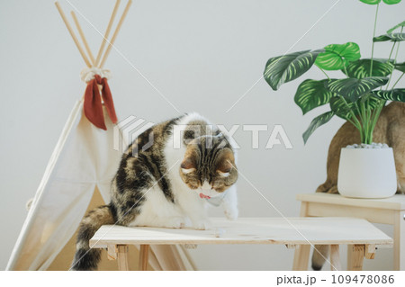 happy with cat concept with british and scottish cat play on camping table together with camp and tropical tree and white background 109478086
