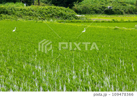 水田で餌場とする鷺(さぎ) 109478366