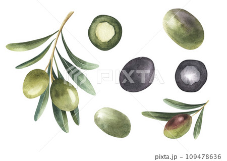 Set of differents green and black olives branches isolated on white background. Hand drawn watercolor style with transparent background. Set of differents green and black olives branches isolated on white background. Hand drawn watercolor style with transparent background. 109478636