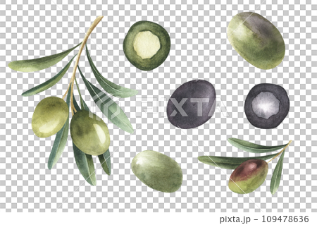 Set of differents green and black olives branches isolated on white background. Hand drawn watercolor style with transparent background. Set of differents green and black olives branches isolated on white background. Hand drawn watercolor style with transparent background. 109478636