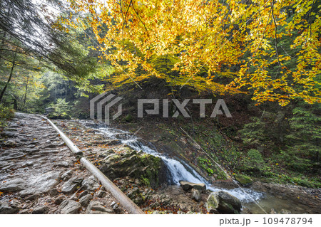 Tranquil autumn footpath along the stream through forest. 109478794