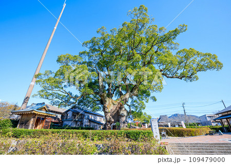 秋の川古の大楠　佐賀県武雄市 109479000
