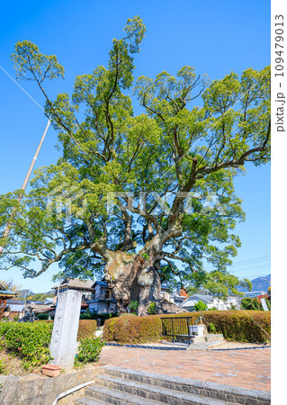 秋の川古の大楠　佐賀県武雄市 109479013