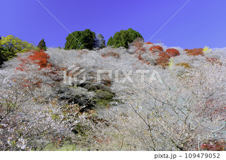四季桜と紅葉1 四季桜と紅葉1 109479052