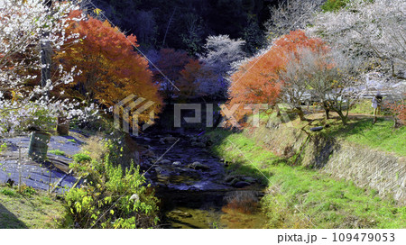 川沿いの桜と紅葉 109479053