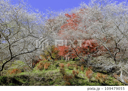 桜と紅葉 109479055